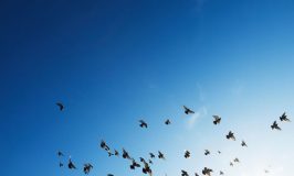 Oiseaux en vol par Rowan Heuvel (unsplash.com)