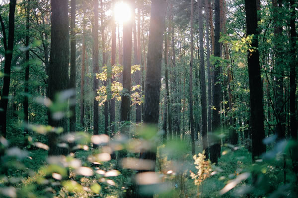 Soleil et reflets dans le bois de Jacek Smoter (unsplash.com)
