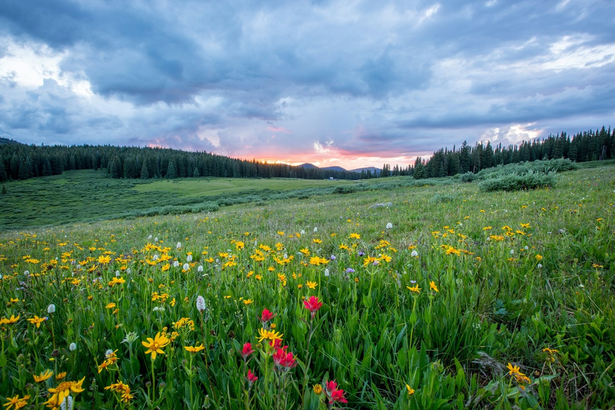 Fleurs et printemps de Joel Holland (unsplash.com)