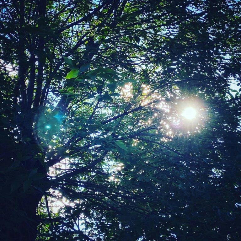 Soleil et arbre de Stanislav Pasikov (unsplash.com)