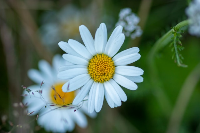 Marguerites de Stefan Vaernes (unsplash.com)