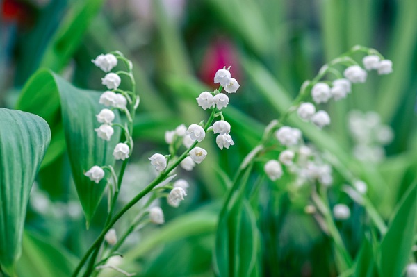 Muguet de Yoksel Zok (unsplash.com)
