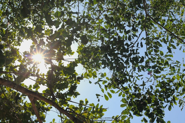 Feuillage d'un arbre sous le soleil par Kayra (unsplash.com)
